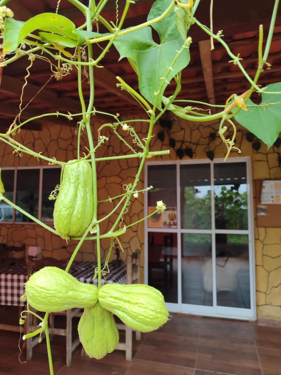 Sitio Na Mata Atlantica Bed & Breakfast Tapirai Exterior photo